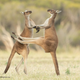 Imagen para el artículo titulado Estas son las fotos de animales más divertidas de 2021, según los Comedy Wildlife Photography Awards